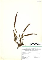 藏品(多形石葦)的圖片